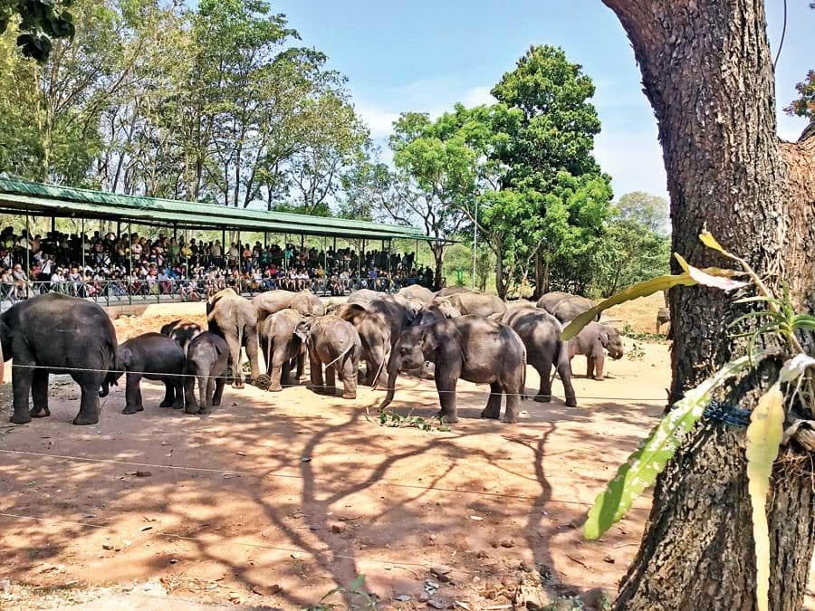 Visiting the Elephant Transit Home (ETH): How Your Visit Supports Conservation