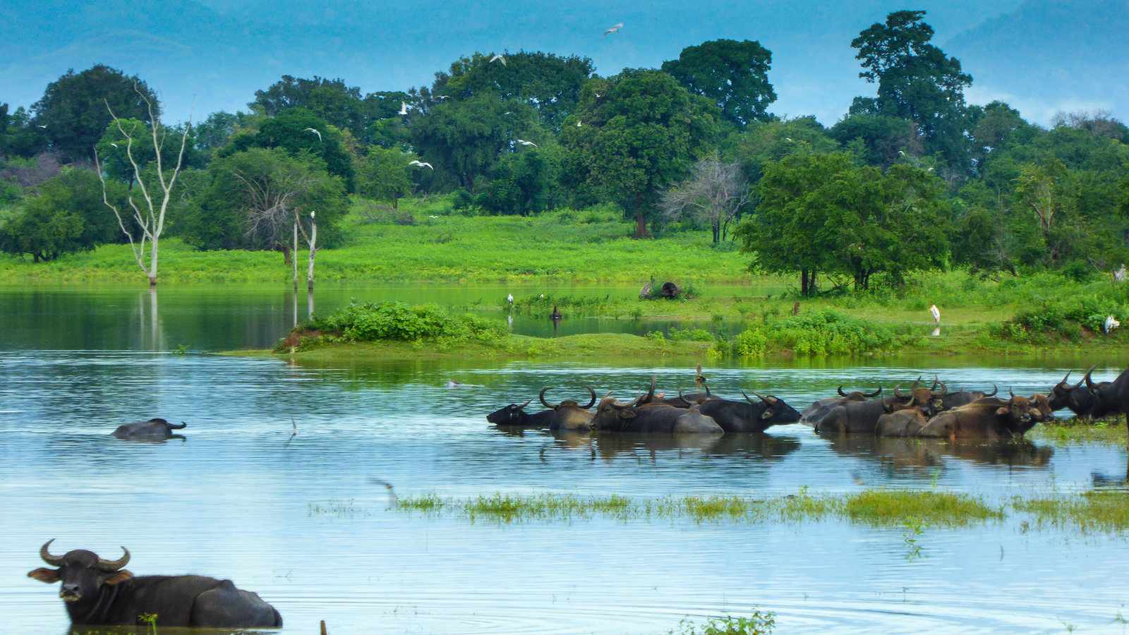 Beyond the Elephant: Spotting the Other Elusive Wildlife of Udawalawe