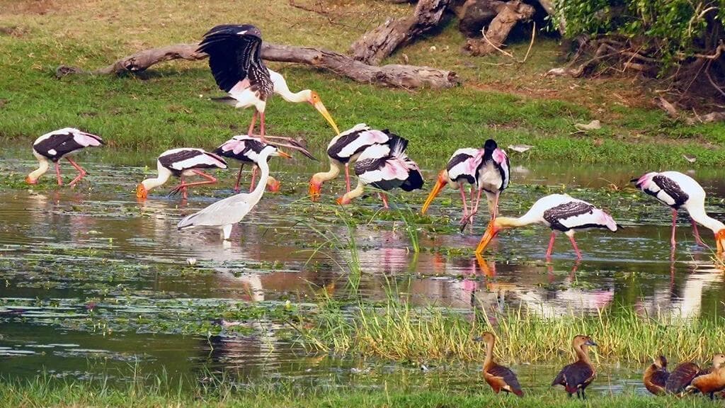 Udawalawe Bird Watching: A Guide to the Park's Most Colorful Feathered Residents