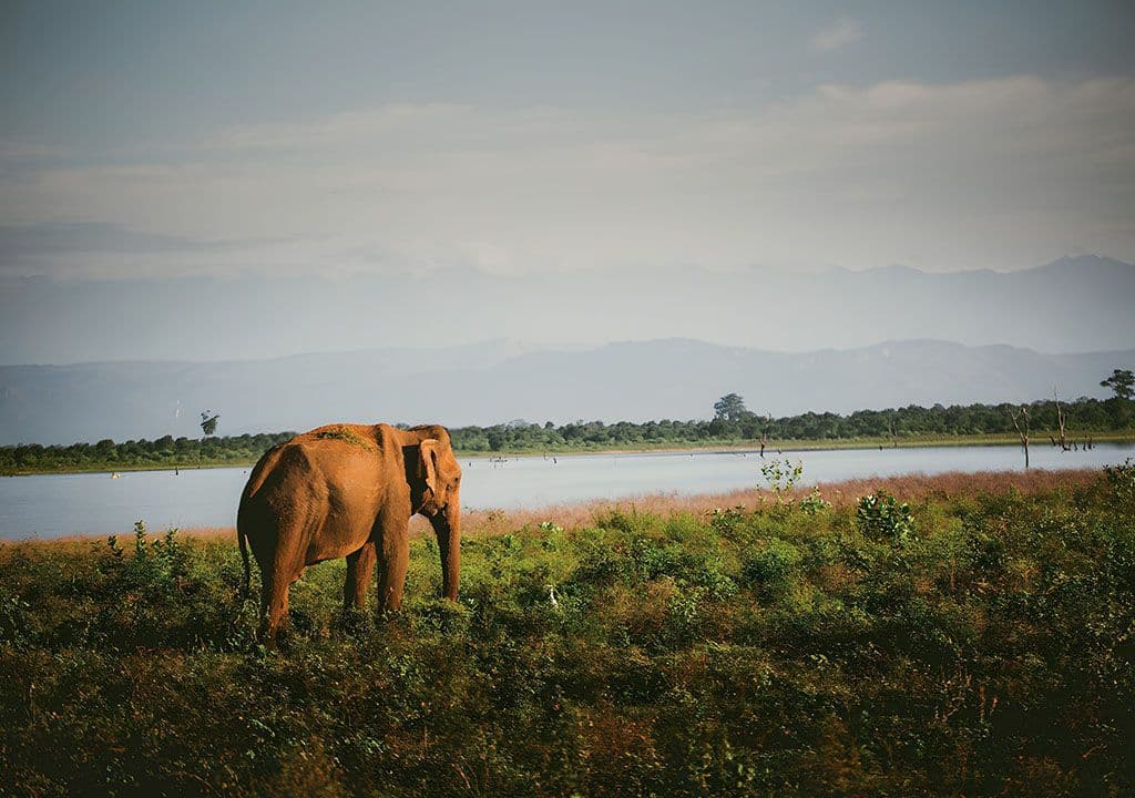 Udawalawe Golden Hour The Wild Savannah