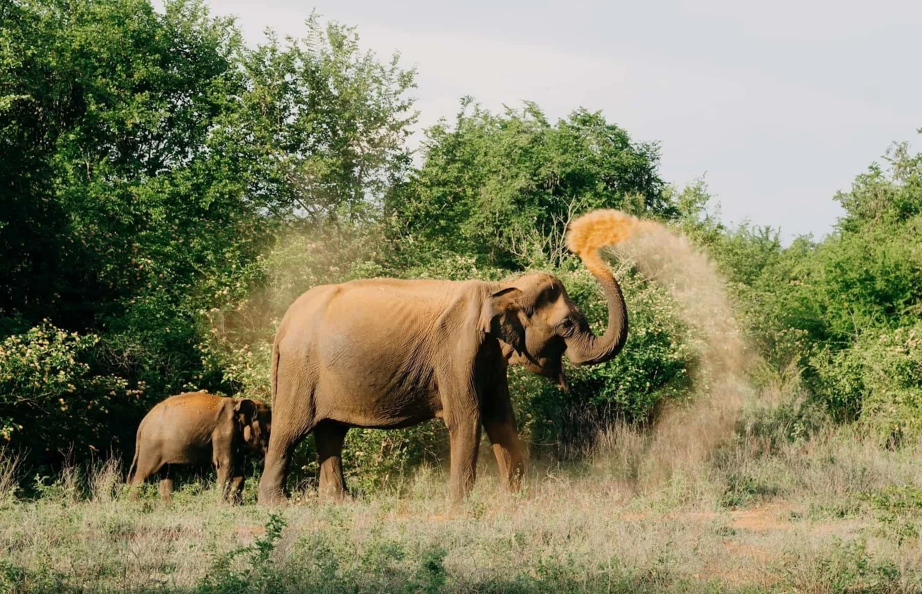 Essential Travel: How to Get to Udawalawe from Colombo, Ella, and the South Coast
