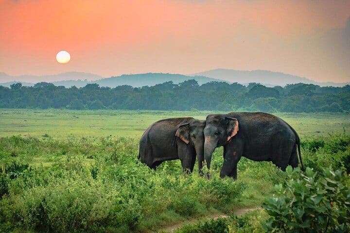 The Seasonal Shift: Does the Dry or Wet Season Affect Your Udawalawe Experience?