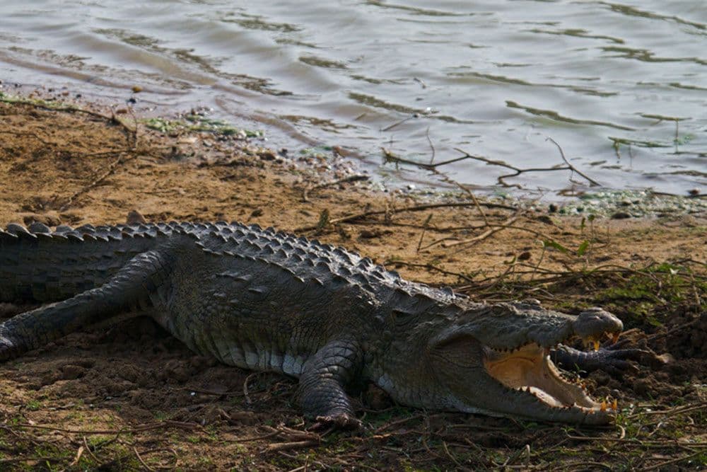 Udawalawe River Predators The Mugger Crocodiles