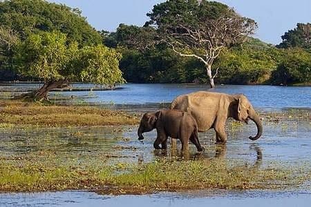 Udawalawe National Park: The Elephant Corridor