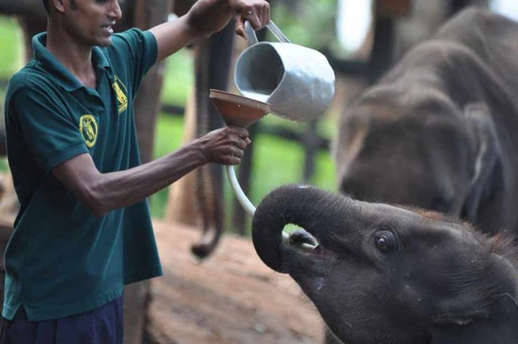 Elephant Transit Home: A Second Chance