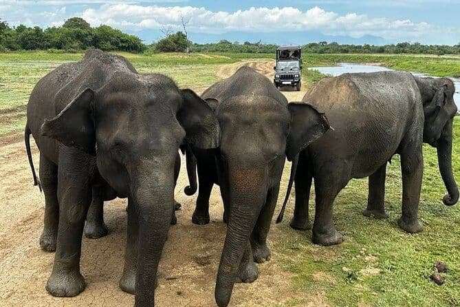 Udawalawe Safari: Up Close with Sri Lanka’s Wild Elephants