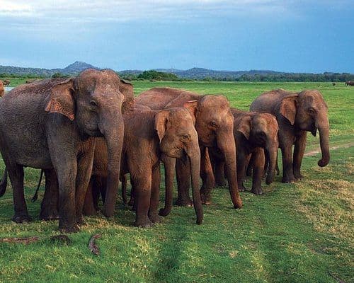 Udawalawe National Park: The Elephant Kingdom Safari