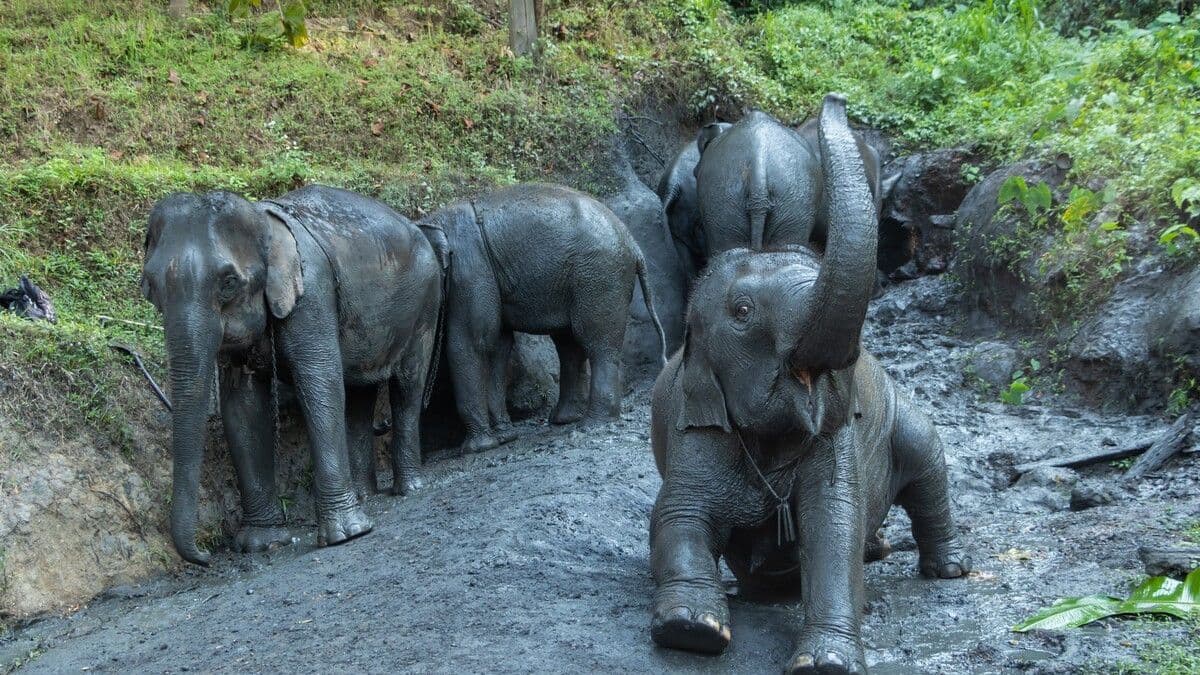Udawalawe’s Orphaned Giants: The Elephant Transit Home